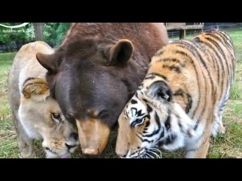 A Lion, Tiger And Bear Living In A Noah&#039;s Ark Animal Sanctuary Form An Inseparable &quot;BLT&quot; Trio
