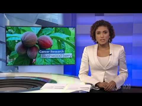 Scientists discover cancer fighting berry on tree that only grows in Far North Queensland ABC News