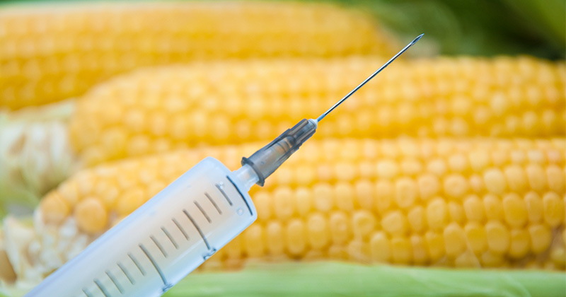 תירס - GMO
