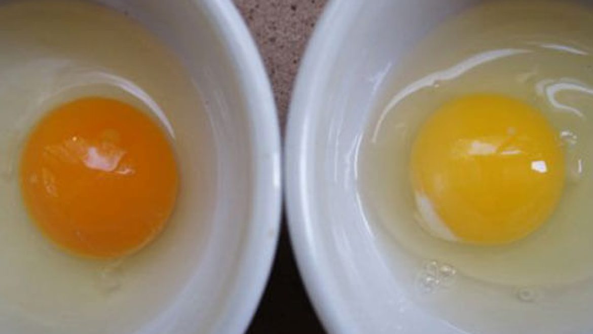 כיצד לדעת אם הביצים יצאו מתרנגולת חולה