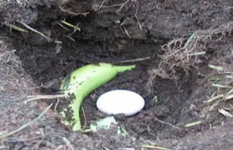 הוא לקח בננה וביצה וכיסה אותם באדמה, התוצאה פשוט מדהימה