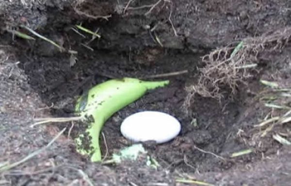 הוא לקח בננה וביצה וכיסה אותם באדמה, התוצאה פשוט מדהימה