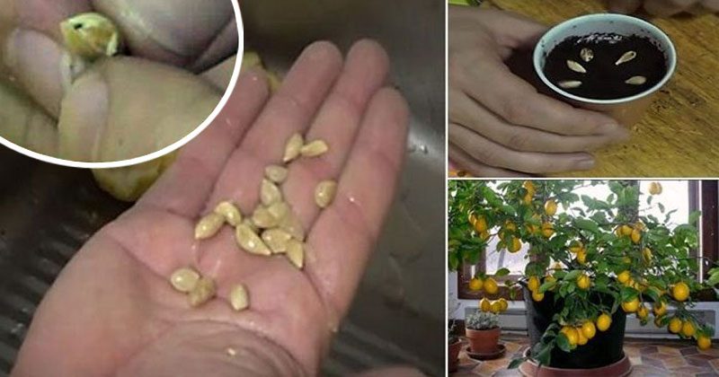 איך לגדל בקלות עץ לימונים אורגני מגרעינים בביתכם