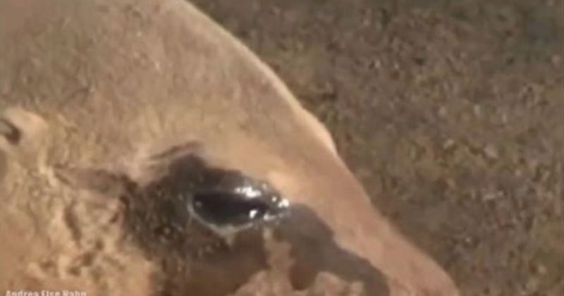 סרטון קורע לב של אריה ים ממין נקבה, בוכה ומתאבלת על אובדן הגור שלה.