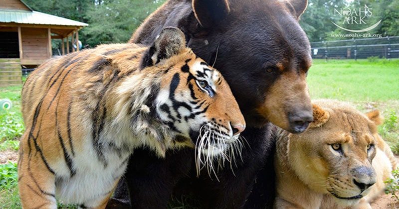 דב, אריה ונמר, לא עזבו אחד את חיקו של השני במשך 15 שנים