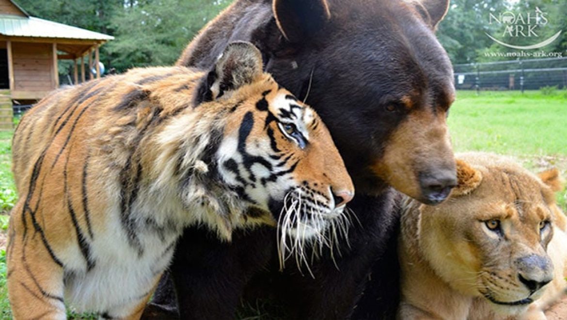 דב, אריה ונמר, לא עזבו אחד את חיקו של השני במשך 15 שנים