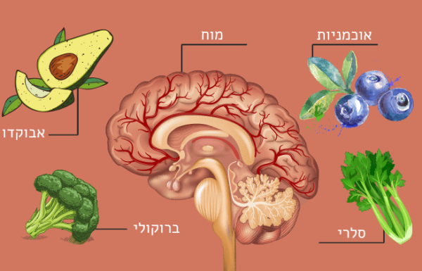 9 המזונות האלה מגבירים את זרימת הדם למוח