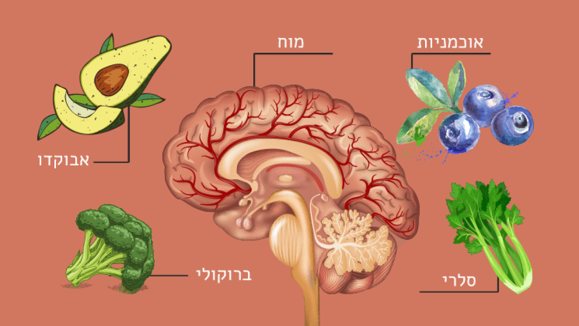9 המזונות האלה מגבירים את זרימת הדם למוח