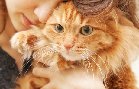 מחקר חדש מאוניברסיטת מינסוטה גילה מידע מדהים על חתול