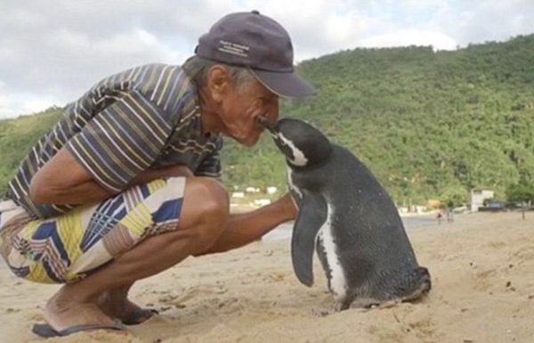 ה-פינגווין הזה שוחה מדי שנה 8000 קילומטרים כדי לפגוש את האדם שהציל את חייו