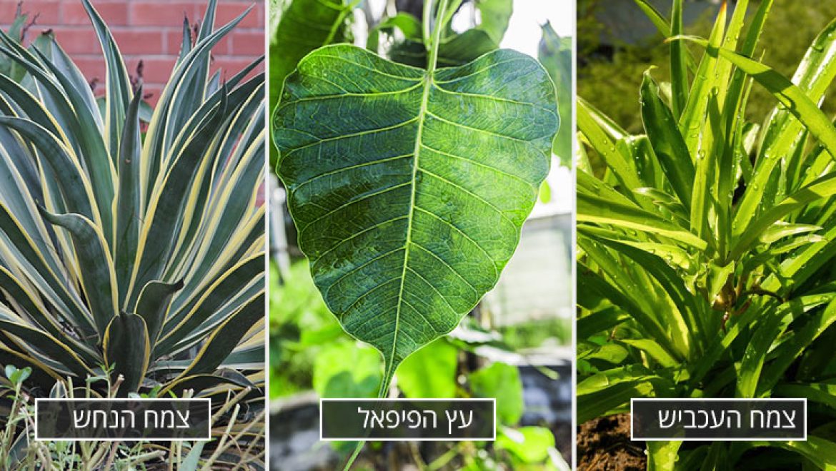 3 צמחים שיטהרו את הבית שלכם מרעל הפורמלדהיד